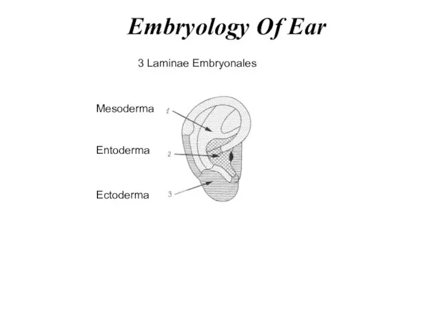 3 Laminae Embryonales Mesoderma Entoderma Ectoderma Embryology Of Ear