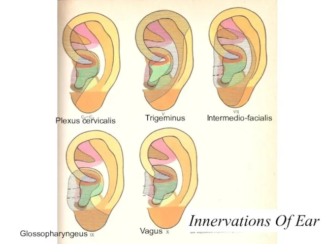 Trigeminus Glossopharyngeus Vagus Intermedio-facialis Plexus cervicalis Innervations Of Ear