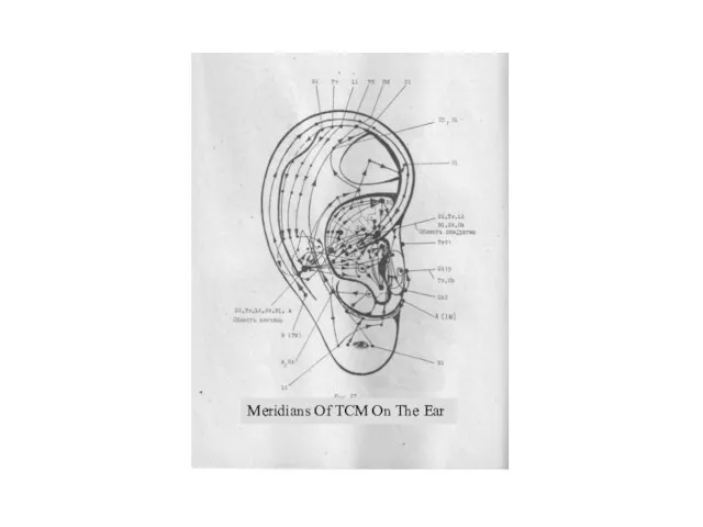 Meridians Of TCM On The Ear