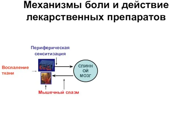 СПИННОЙ МОЗГ Механизмы боли и действие лекарственных препаратов Периферическая сенситизация Мышечный спазм Воспаление ткани