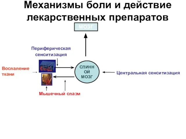 СПИННОЙ МОЗГ МОЗГ Механизмы боли и действие лекарственных препаратов Периферическая сенситизация Центральная