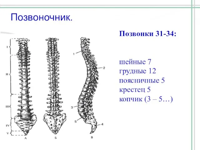 Позвоночник. Позвонки 31-34: шейные 7 грудные 12 поясничные 5 крестец 5 копчик (3 – 5…)