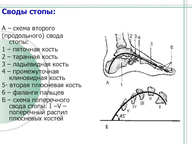 Своды стопы: А – схема второго (продольного) свода стопы: 1 – пяточная