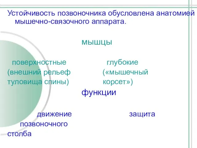 Устойчивость позвоночника обусловлена анатомией мышечно-связочного аппарата. мышцы поверхностные глубокие (внешний рельеф («мышечный