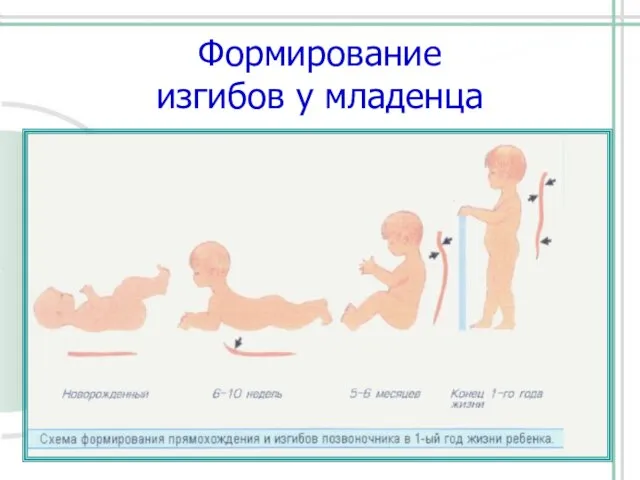 Формирование изгибов у младенца