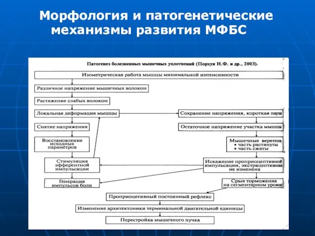 Морфология и патогенетические механизмы развития МФБС