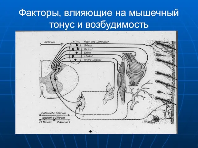 Факторы, влияющие на мышечный тонус и возбудимость