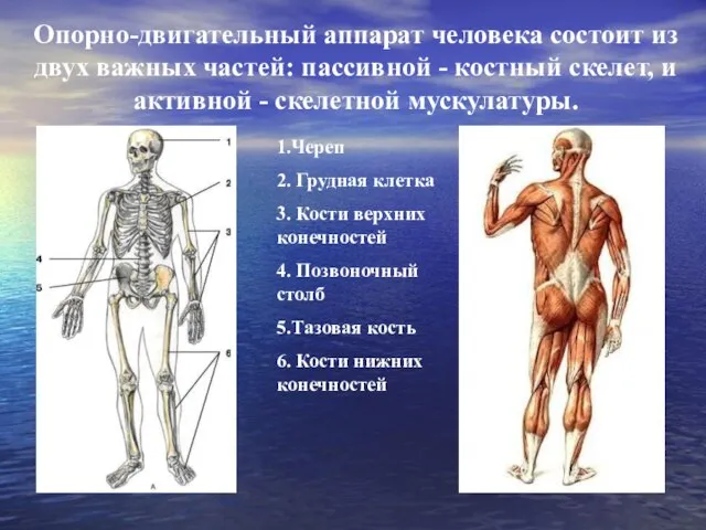 Опорно-двигательный аппарат человека состоит из двух важных частей: пассивной - костный скелет,