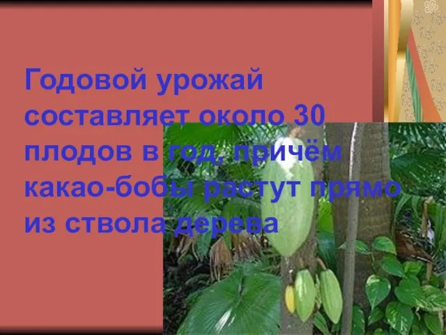 Годовой урожай составляет около 30 плодов в год, причём какао-бобы растут прямо из ствола дерева