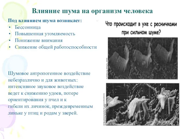 Влияние шума на организм человека Под влиянием шума возникает: Бессонница Повышенная утомляемость