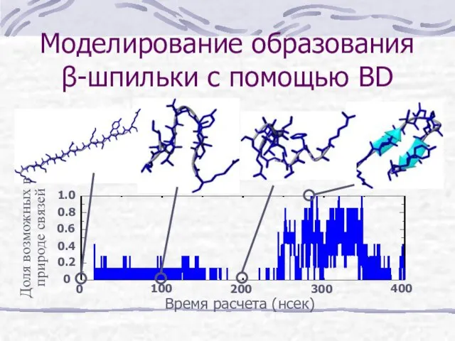 Моделирование образования β-шпильки с помощью BD Доля возможных в природе связей Время