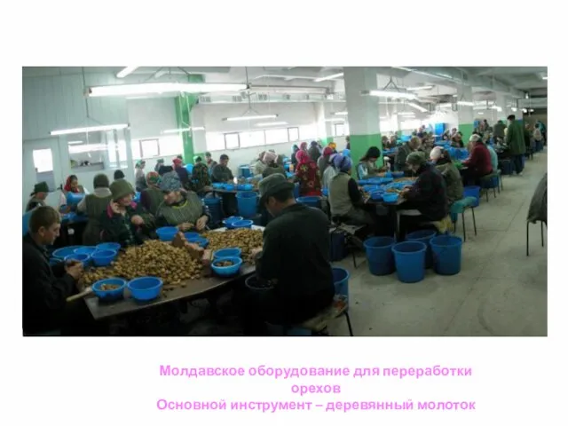 Молдавское оборудование для переработки орехов Основной инструмент – деревянный молоток