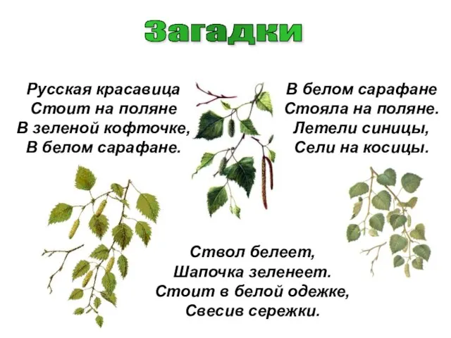 Русская красавица Стоит на поляне В зеленой кофточке, В белом сарафане. В