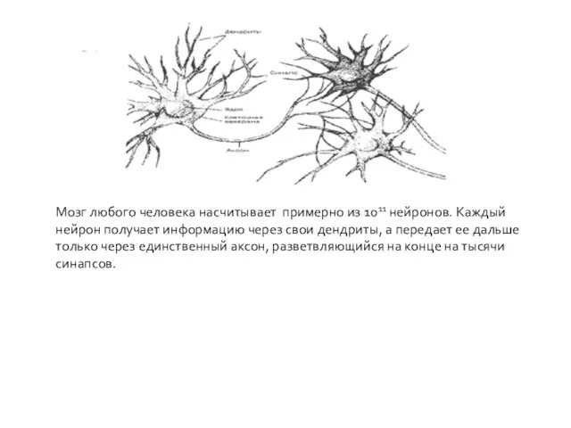Мозг любого человека насчитывает примерно из 1011 нейронов. Каждый нейрон получает информацию