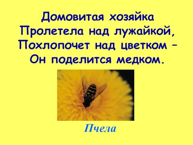 Домовитая хозяйка Пролетела над лужайкой, Похлопочет над цветком – Он поделится медком. Пчела