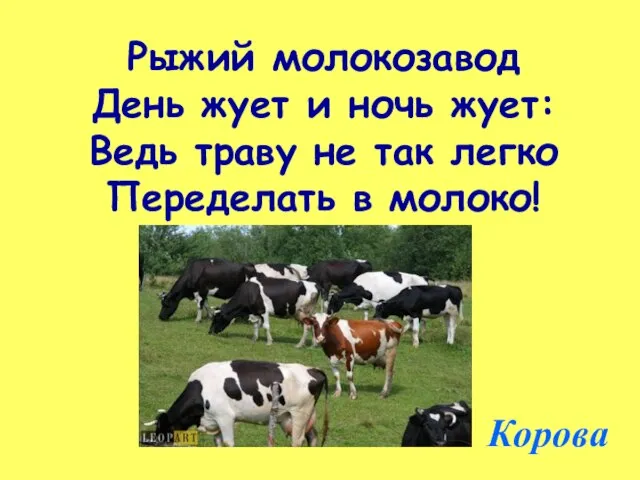 Рыжий молокозавод День жует и ночь жует: Ведь траву не так легко Переделать в молоко! Корова