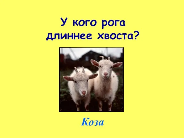 У кого рога длиннее хвоста? Коза