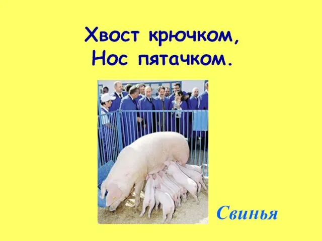 Хвост крючком, Нос пятачком. Свинья