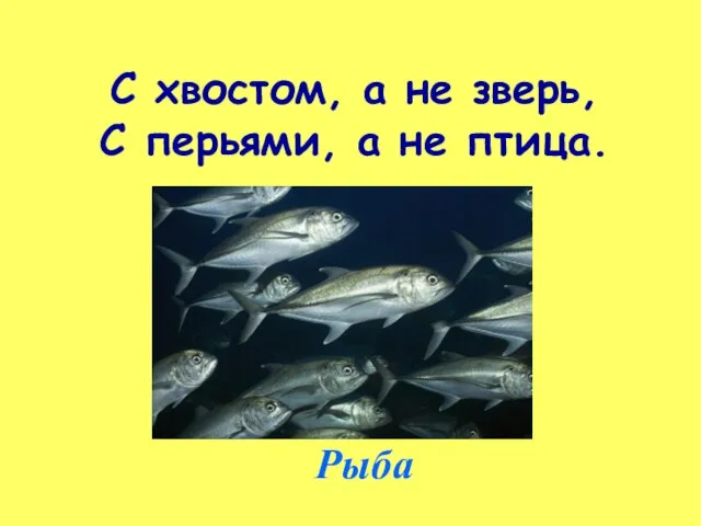 С хвостом, а не зверь, С перьями, а не птица. Рыба