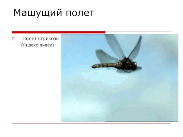 Машущий полет Полет стрекозы (Яндекс-видео)