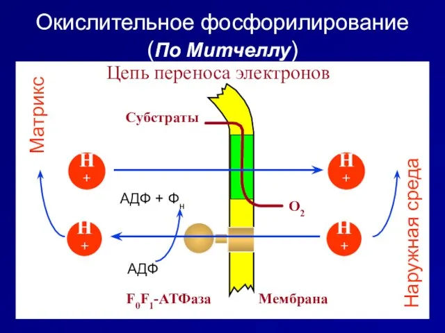 Окислительное фосфорилирование (По Митчеллу) Цепь переноса электронов Субстраты O2 + - -