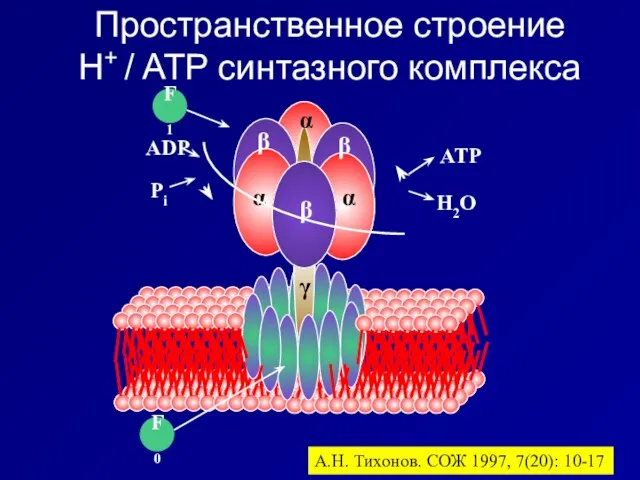 Пространственное строение H+ / ATP синтазного комплекса А.Н. Тихонов. СОЖ 1997, 7(20): 10-17