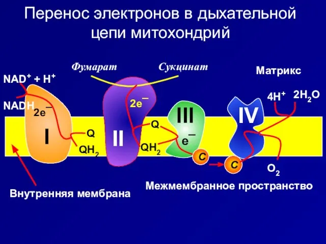 Перенос электронов в дыхательной цепи митохондрий