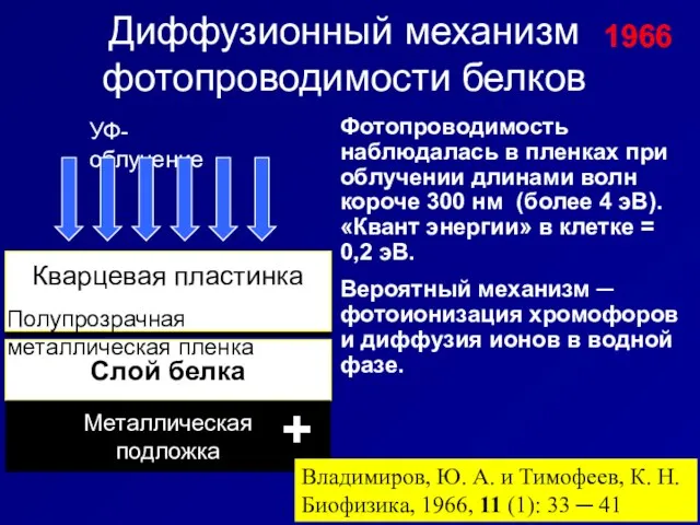 Диффузионный механизм фотопроводимости белков УФ-облучение Слой белка Металлическая подложка Кварцевая пластинка +