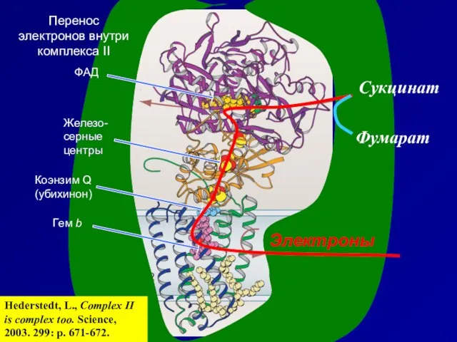 ФАД Железо-серные центры Железо-серные центры Коэнзим Q (убихинон) Гем b Сукцинат Перенос