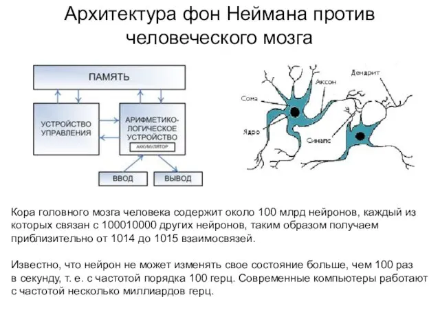 Архитектура фон Неймана против человеческого мозга Кора головного мозга человека содержит около