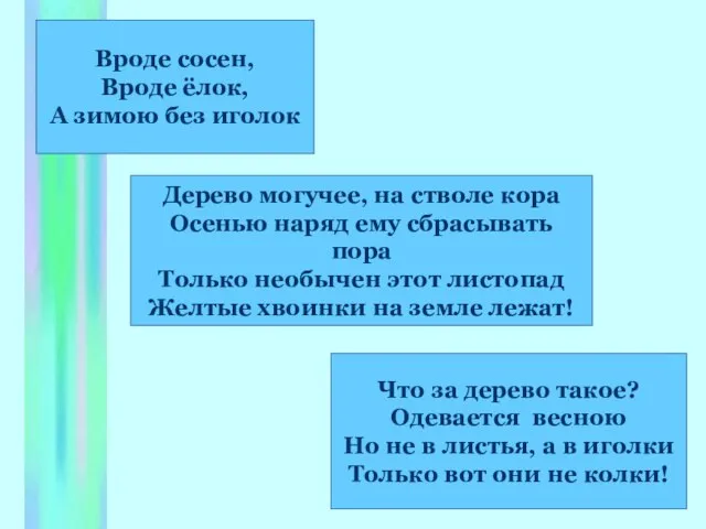 Вроде сосен, Вроде ёлок, А зимою без иголок Что за дерево такое?