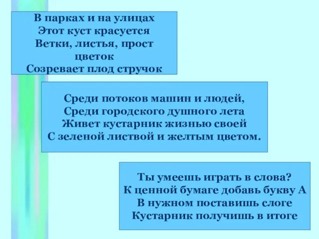 В парках и на улицах Этот куст красуется Ветки, листья, прост цветок