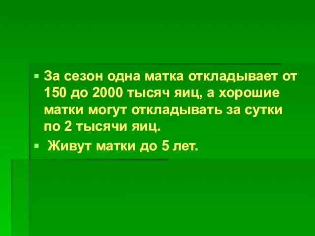 За сезон одна матка откладывает от 150 до 2000 тысяч яиц, а