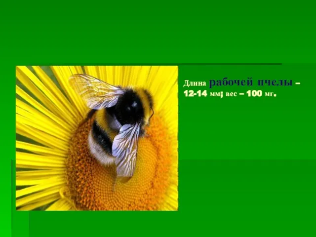 Длина рабочей пчелы – 12-14 мм; вес – 100 мг.