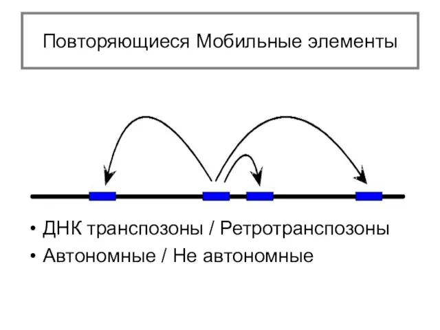 ДНК транспозоны / Ретротранспозоны Автономные / Не автономные Повторяющиеся Мобильные элементы