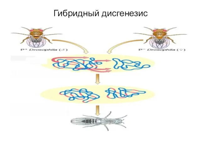 Гибридный дисгенезис