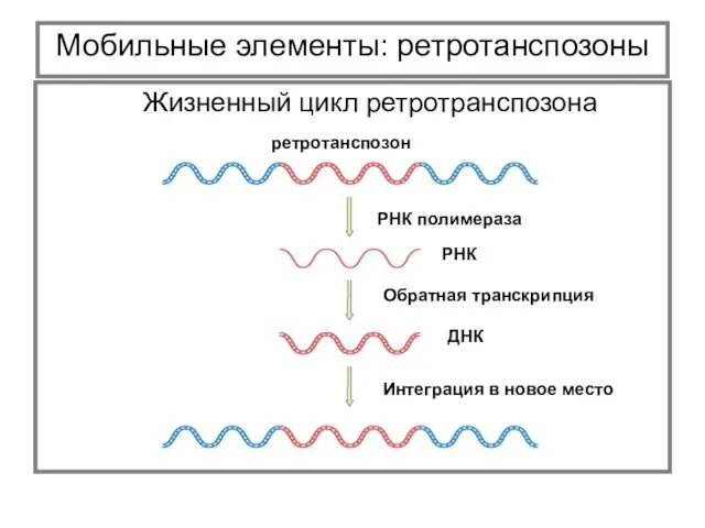 Мобильные элементы: ретротанспозоны Жизненный цикл ретротранспозона ретротанспозон