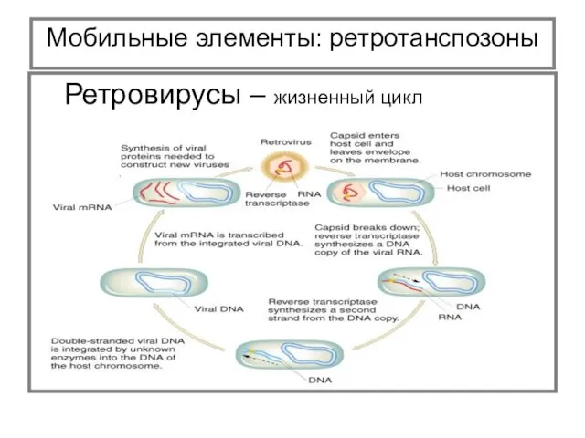 Мобильные элементы: ретротанспозоны Ретровирусы – жизненный цикл