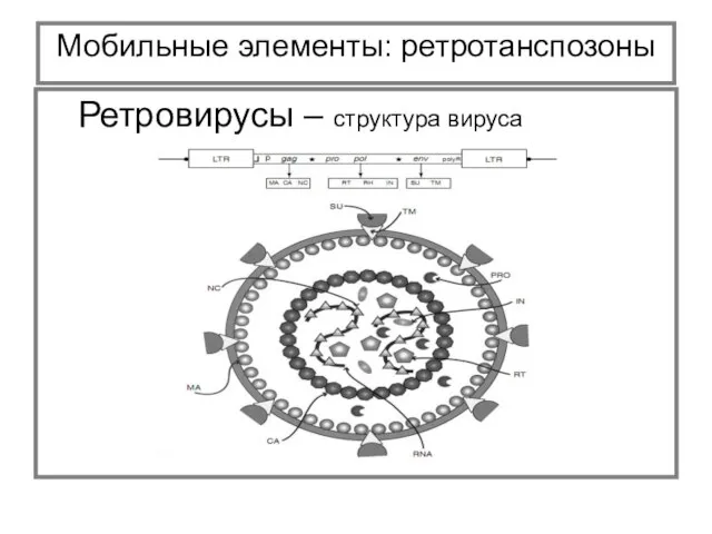 Мобильные элементы: ретротанспозоны Ретровирусы – структура вируса