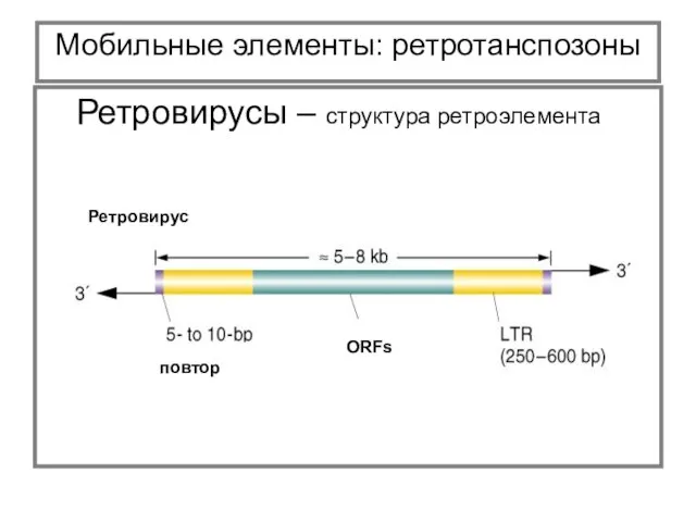 Мобильные элементы: ретротанспозоны Ретровирусы – структура ретроэлемента