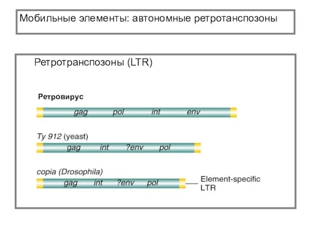 Мобильные элементы: автономные ретротанспозоны Ретротранспозоны (LTR)