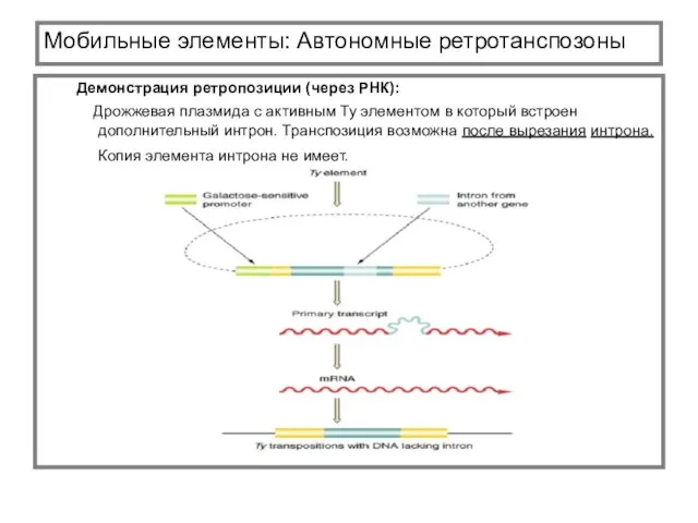 Мобильные элементы: Автономные ретротанспозоны Демонстрация ретропозиции (через РНК): Дрожжевая плазмида с активным