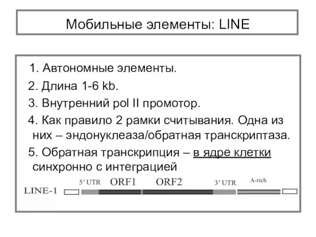 1. Автономные элементы. 2. Длина 1-6 kb. 3. Внутренний pol II промотор.