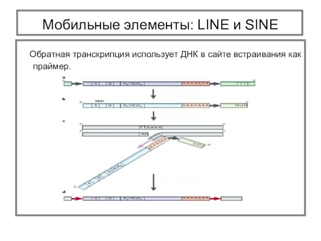 Обратная транскрипция использует ДНК в сайте встраивания как праймер. Мобильные элементы: LINE и SINE