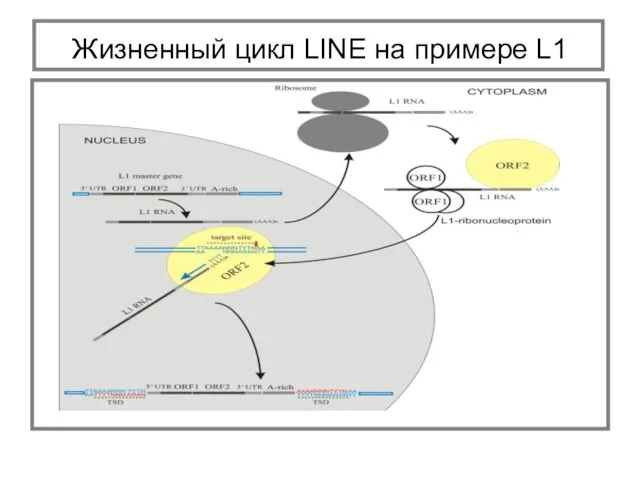 Жизненный цикл LINE на примере L1