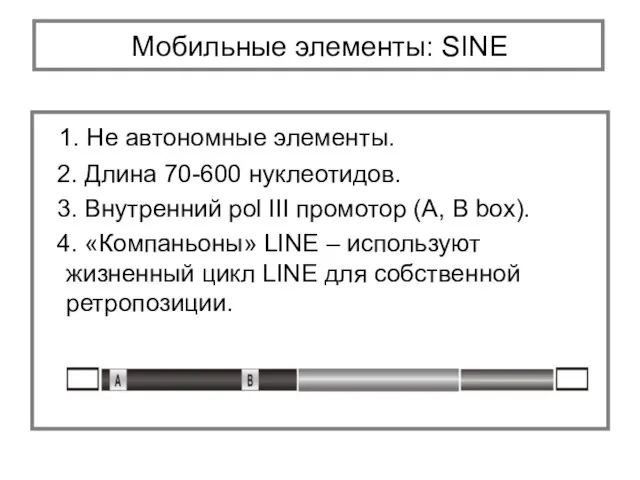 1. Не автономные элементы. 2. Длина 70-600 нуклеотидов. 3. Внутренний pol III