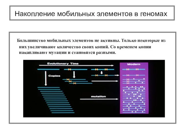 Большинство мобильных элементов не активны. Только некоторые из них увеличивают количество своих