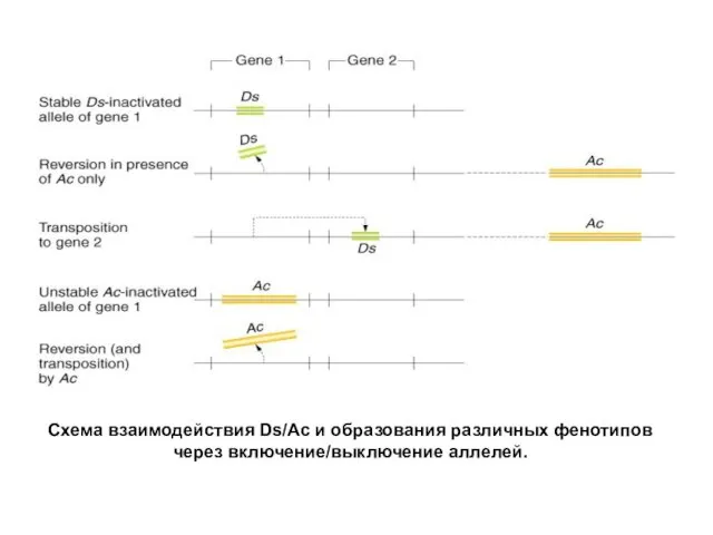 Схема взаимодействия Ds/Ac и образования различных фенотипов через включение/выключение аллелей.