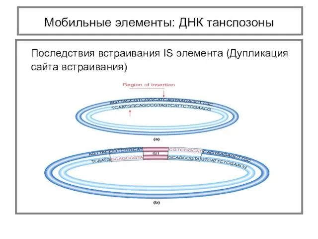 Последствия встраивания IS элемента (Дупликация сайта встраивания) Мобильные элементы: ДНК танспозоны