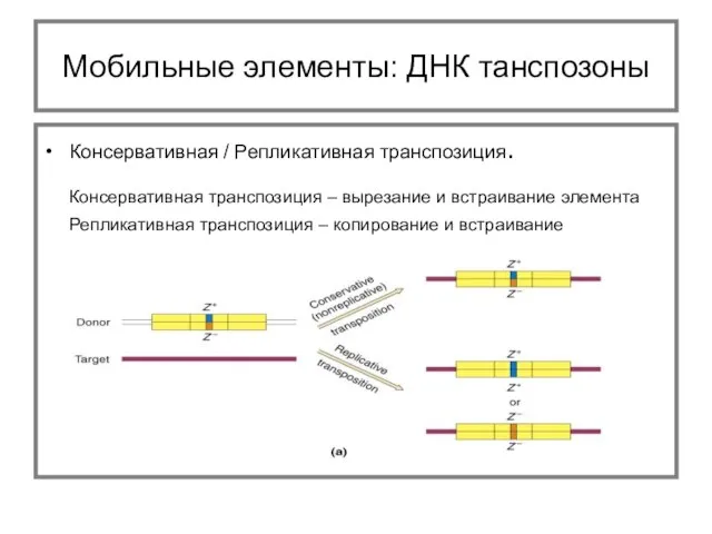 Консервативная / Репликативная транспозиция. Консервативная транспозиция – вырезание и встраивание элемента Репликативная